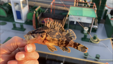 根魚釣り