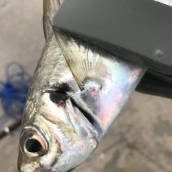 朝のアジ釣り絶好調