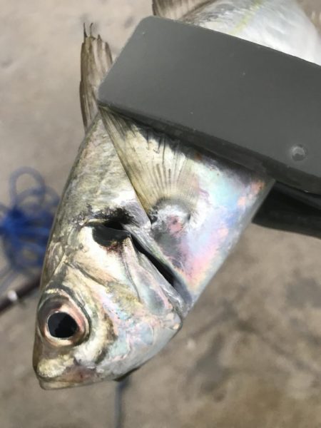 朝のアジ釣り絶好調