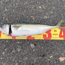 遠投サビキ釣りで大サバゲット!!