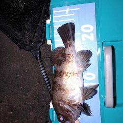 激渋メバリング