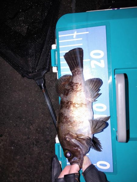 激渋メバリング