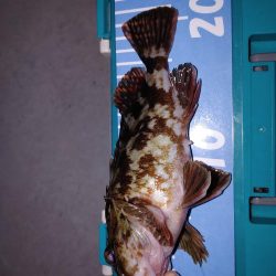 激渋メバリング