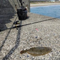 烏賊を釣りに来たのだが、何故かボトムワインドでヒラメ。