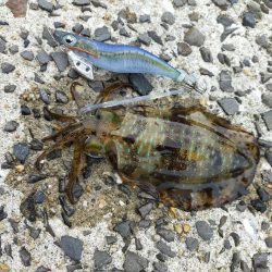 ミズイカー😁😁😁😁