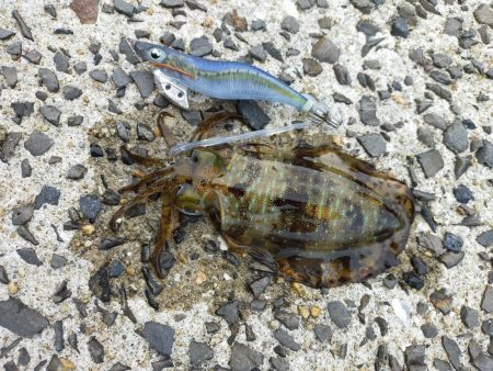 ミズイカー😁😁😁😁