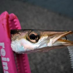 朝マズメの時合は短め…