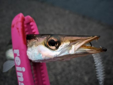 朝マズメの時合は短め…