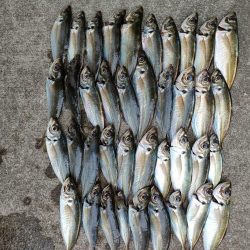 ライトアジをまる八で。