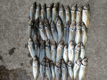 ライトアジをまる八で。