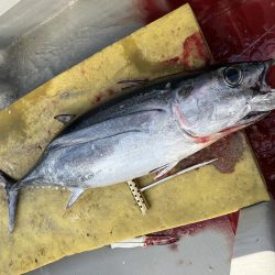 今シーズン6回目のトンジギ