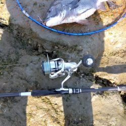 3月寒チヌ にしても雪見堂ジグスピナー凄いわ