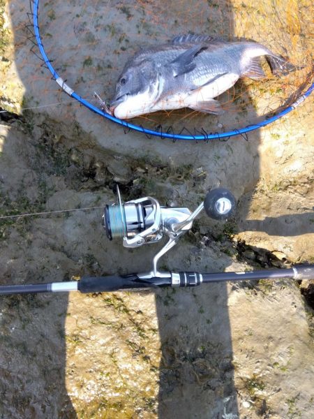 3月寒チヌ にしても雪見堂ジグスピナー凄いわ