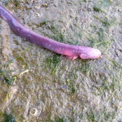 珍魚…過去最大