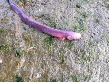 珍魚…過去最大