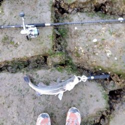 感無量…シーバスロッドで初シーバス