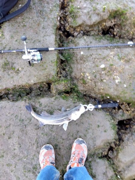 感無量…シーバスロッドで初シーバス