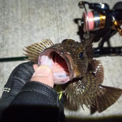 2023/03/03 南港ライトゲーム釣行