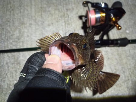 2023/03/03 南港ライトゲーム釣行