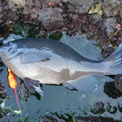 寒グレ終盤の奇跡