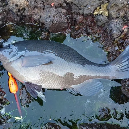 寒グレ終盤の奇跡