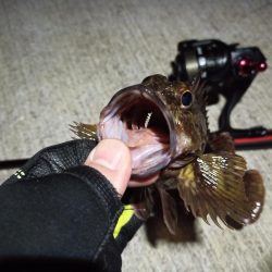 2023/03/06 南港ライトゲーム釣行