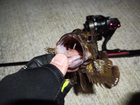 2023/03/06 南港ライトゲーム釣行