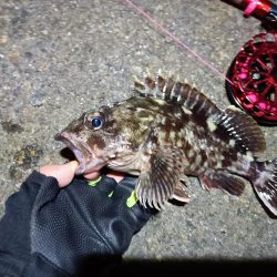 2023/03/19 南港ヘチ落とし込み釣り釣行