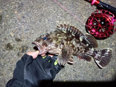 2023/03/19 南港ヘチ落とし込み釣…