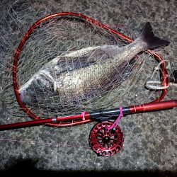 2023/03/24 南港ヘチ釣り釣行