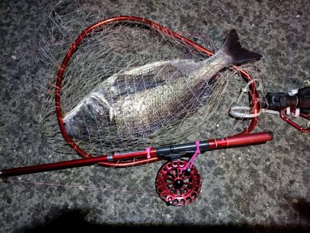 2023/03/24 南港ヘチ釣り釣行