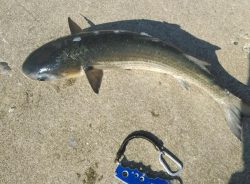 青物情報に乗せられ！