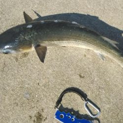 青物情報に乗せられ！