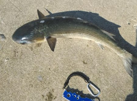 青物情報に乗せられ！