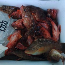 泉州丸　釣果