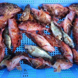 泉州丸　釣果