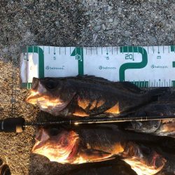 2023 佐渡ヶ島 ライトゲーム 3月19日