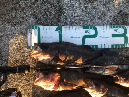 2023 佐渡ヶ島 ライトゲーム 3月19日