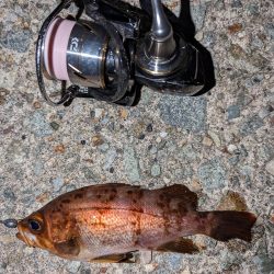 ナイトメバリング