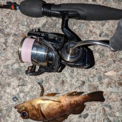 ナイトメバリング