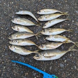 アジング＋α‬