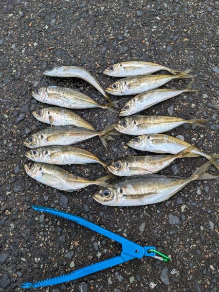 アジング＋α‬