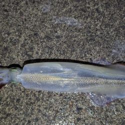 ライトゲームでアジとヤリイカ