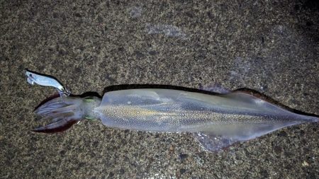 ライトゲームでアジとヤリイカ