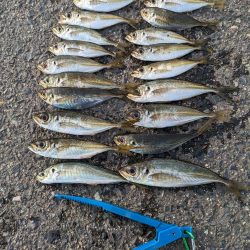 アジング&お花見🌸