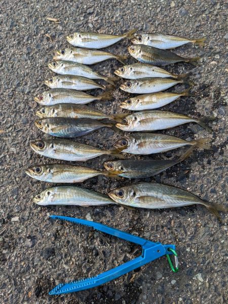 アジング&お花見🌸…