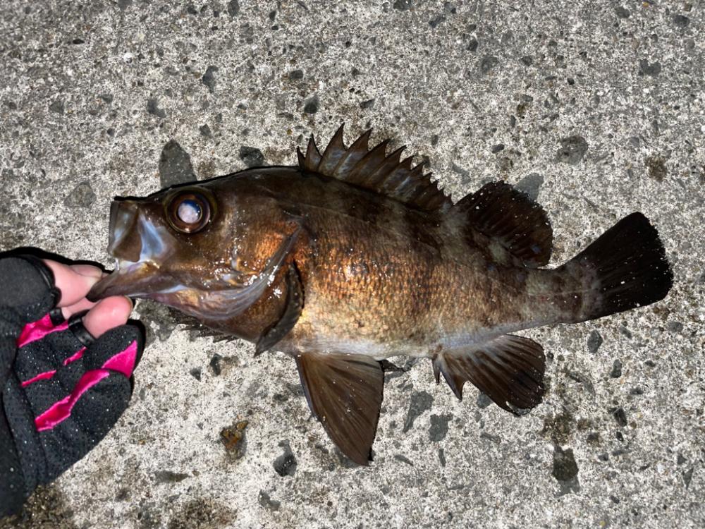 花見カレイの調査