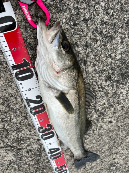 鯵を探して三千里 Vol.35