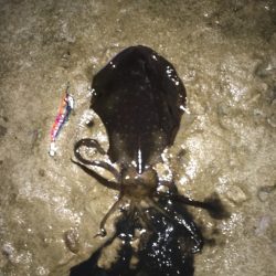 コウイカもアオリも釣れたᔦ･･ᔨ
