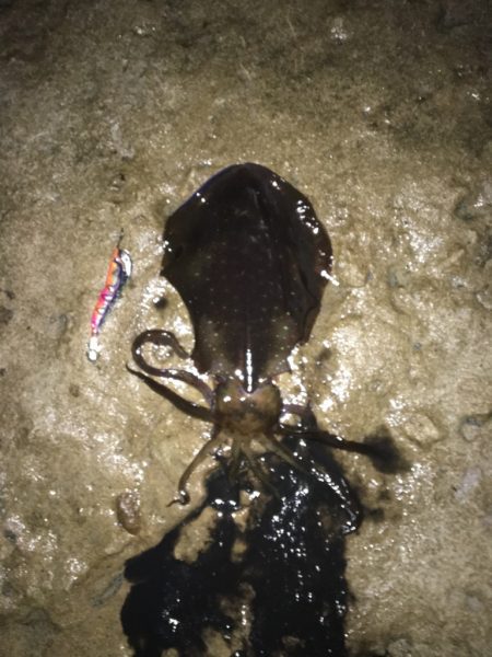 コウイカもアオリも釣れたᔦ･･ᔨ